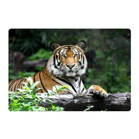 Магнитный плакат 3Х2 с принтом Тигр в джунглях в Новосибирске, Полимерный материал с магнитным слоем | 6 деталей размером 9*9 см | амурский | животные | зверь | киса | кот | котенок | кошка | тигр | хищник