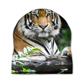 Шапка 3D с принтом Тигр в джунглях в Новосибирске, 100% полиэстер | универсальный размер, печать по всей поверхности изделия | амурский | животные | зверь | киса | кот | котенок | кошка | тигр | хищник
