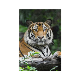 Обложка для паспорта матовая кожа с принтом Тигр в джунглях в Новосибирске, натуральная матовая кожа | размер 19,3 х 13,7 см; прозрачные пластиковые крепления | амурский | животные | зверь | киса | кот | котенок | кошка | тигр | хищник