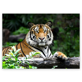 Поздравительная открытка с принтом Тигр в джунглях в Новосибирске, 100% бумага | плотность бумаги 280 г/м2, матовая, на обратной стороне линовка и место для марки
 | амурский | животные | зверь | киса | кот | котенок | кошка | тигр | хищник