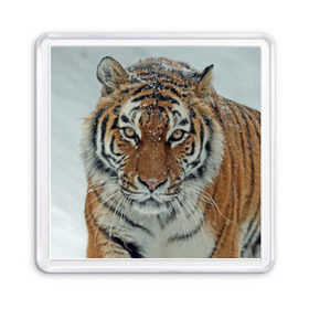Магнит 55*55 с принтом Тигр в Новосибирске, Пластик | Размер: 65*65 мм; Размер печати: 55*55 мм | амурский | животные | зверь | киса | кот | котенок | кошка | тигр | хищник