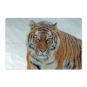 Магнитный плакат 3Х2 с принтом Тигр в Новосибирске, Полимерный материал с магнитным слоем | 6 деталей размером 9*9 см | Тематика изображения на принте: амурский | животные | зверь | киса | кот | котенок | кошка | тигр | хищник