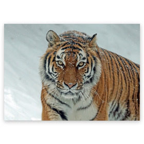 Поздравительная открытка с принтом Тигр в Новосибирске, 100% бумага | плотность бумаги 280 г/м2, матовая, на обратной стороне линовка и место для марки
 | амурский | животные | зверь | киса | кот | котенок | кошка | тигр | хищник