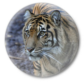 Значок с принтом Тигр в Новосибирске,  металл | круглая форма, металлическая застежка в виде булавки | амурский | животные | зверь | киса | кот | котенок | кошка | тигр | хищник