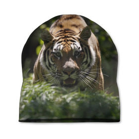 Шапка 3D с принтом Тигр в Новосибирске, 100% полиэстер | универсальный размер, печать по всей поверхности изделия | амурский | животные | зверь | киса | кот | котенок | кошка | тигр | хищник