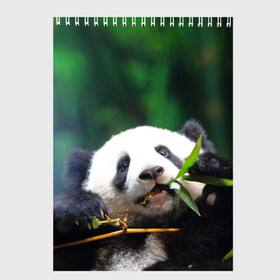 Скетчбук с принтом Панда на ветке в Новосибирске, 100% бумага
 | 48 листов, плотность листов — 100 г/м2, плотность картонной обложки — 250 г/м2. Листы скреплены сверху удобной пружинной спиралью | животные | лес | медведь | медвежонок | панда | природа