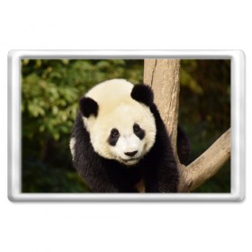 Магнит 45*70 с принтом Панда на дереве в Новосибирске, Пластик | Размер: 78*52 мм; Размер печати: 70*45 | Тематика изображения на принте: животные | лес | медведь | медвежонок | панда | природа