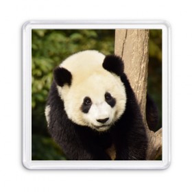 Магнит 55*55 с принтом Панда на дереве в Новосибирске, Пластик | Размер: 65*65 мм; Размер печати: 55*55 мм | Тематика изображения на принте: животные | лес | медведь | медвежонок | панда | природа