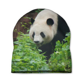 Шапка 3D с принтом Панда в лесу в Новосибирске, 100% полиэстер | универсальный размер, печать по всей поверхности изделия | животные | лес | медведь | медвежонок | панда | природа