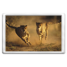 Магнит 45*70 с принтом Гепард в Новосибирске, Пластик | Размер: 78*52 мм; Размер печати: 70*45 | Тематика изображения на принте: амурский | гепард | животные | зверь | киса | кот | котенок | кошка | лев | леопард | пума | рысь | серый | тигр | тигренок | хищник
