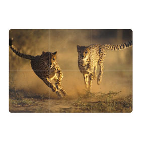 Магнитный плакат 3Х2 с принтом Гепард в Новосибирске, Полимерный материал с магнитным слоем | 6 деталей размером 9*9 см | амурский | гепард | животные | зверь | киса | кот | котенок | кошка | лев | леопард | пума | рысь | серый | тигр | тигренок | хищник