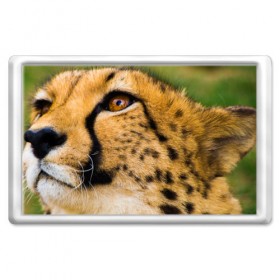 Магнит 45*70 с принтом Гепард в Новосибирске, Пластик | Размер: 78*52 мм; Размер печати: 70*45 | амурский | гепард | животные | зверь | киса | кот | котенок | кошка | лев | леопард | пума | рысь | серый | тигр | тигренок | хищник