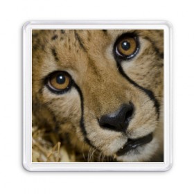 Магнит 55*55 с принтом Гепард в Новосибирске, Пластик | Размер: 65*65 мм; Размер печати: 55*55 мм | Тематика изображения на принте: амурский | гепард | животные | зверь | киса | кот | котенок | кошка | лев | леопард | пума | рысь | серый | тигр | тигренок | хищник