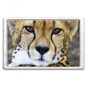 Магнит 45*70 с принтом Гепард в Новосибирске, Пластик | Размер: 78*52 мм; Размер печати: 70*45 | Тематика изображения на принте: амурский | гепард | животные | зверь | киса | кот | котенок | кошка | лев | леопард | пума | рысь | серый | тигр | тигренок | хищник