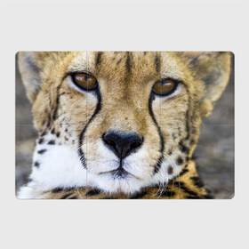 Магнитный плакат 3Х2 с принтом Гепард в Новосибирске, Полимерный материал с магнитным слоем | 6 деталей размером 9*9 см | амурский | гепард | животные | зверь | киса | кот | котенок | кошка | лев | леопард | пума | рысь | серый | тигр | тигренок | хищник