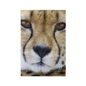 Обложка для паспорта матовая кожа с принтом Гепард в Новосибирске, натуральная матовая кожа | размер 19,3 х 13,7 см; прозрачные пластиковые крепления | амурский | гепард | животные | зверь | киса | кот | котенок | кошка | лев | леопард | пума | рысь | серый | тигр | тигренок | хищник