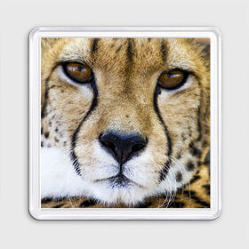 Магнит 55*55 с принтом Гепард в Новосибирске, Пластик | Размер: 65*65 мм; Размер печати: 55*55 мм | амурский | гепард | животные | зверь | киса | кот | котенок | кошка | лев | леопард | пума | рысь | серый | тигр | тигренок | хищник