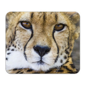 Коврик прямоугольный с принтом Гепард в Новосибирске, натуральный каучук | размер 230 х 185 мм; запечатка лицевой стороны | Тематика изображения на принте: амурский | гепард | животные | зверь | киса | кот | котенок | кошка | лев | леопард | пума | рысь | серый | тигр | тигренок | хищник