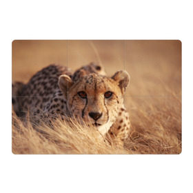 Магнитный плакат 3Х2 с принтом Гепард в Новосибирске, Полимерный материал с магнитным слоем | 6 деталей размером 9*9 см | Тематика изображения на принте: амурский | гепард | животные | зверь | киса | кот | котенок | кошка | лев | леопард | пума | рысь | серый | тигр | тигренок | хищник