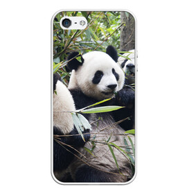 Чехол для iPhone 5/5S матовый с принтом Семейка панд в Новосибирске, Силикон | Область печати: задняя сторона чехла, без боковых панелей | Тематика изображения на принте: бамбук | животное | зверь | косолапый | лес | медведи | медведь | миша | мишка | мишутка | млекопитающее | панда | природа | трое