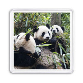 Магнит 55*55 с принтом Семейка панд в Новосибирске, Пластик | Размер: 65*65 мм; Размер печати: 55*55 мм | Тематика изображения на принте: бамбук | животное | зверь | косолапый | лес | медведи | медведь | миша | мишка | мишутка | млекопитающее | панда | природа | трое