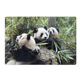 Магнитный плакат 3Х2 с принтом Семейка панд в Новосибирске, Полимерный материал с магнитным слоем | 6 деталей размером 9*9 см | бамбук | животное | зверь | косолапый | лес | медведи | медведь | миша | мишка | мишутка | млекопитающее | панда | природа | трое