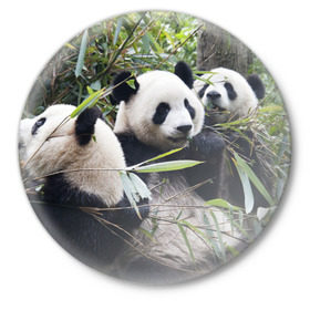 Значок с принтом Семейка панд в Новосибирске,  металл | круглая форма, металлическая застежка в виде булавки | бамбук | животное | зверь | косолапый | лес | медведи | медведь | миша | мишка | мишутка | млекопитающее | панда | природа | трое
