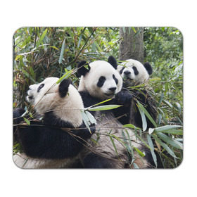 Коврик прямоугольный с принтом Семейка панд в Новосибирске, натуральный каучук | размер 230 х 185 мм; запечатка лицевой стороны | Тематика изображения на принте: бамбук | животное | зверь | косолапый | лес | медведи | медведь | миша | мишка | мишутка | млекопитающее | панда | природа | трое