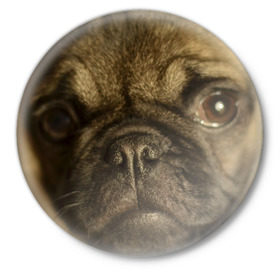 Значок с принтом Мопс в Новосибирске,  металл | круглая форма, металлическая застежка в виде булавки | бульдог | мопс | мопсик | мопсы | пес | песик | песики | собака | собаки | собачка