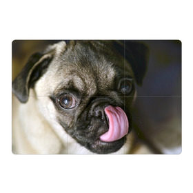 Магнитный плакат 3Х2 с принтом Мопс в Новосибирске, Полимерный материал с магнитным слоем | 6 деталей размером 9*9 см | бульдог | мопс | мопсик | мопсы | пес | песик | песики | собака | собаки | собачка