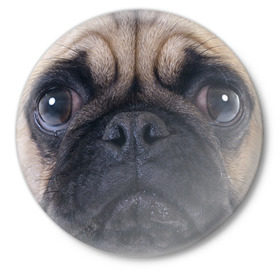 Значок с принтом Мопс в Новосибирске,  металл | круглая форма, металлическая застежка в виде булавки | Тематика изображения на принте: бульдог | мопс | мопсик | мопсы | пес | песик | песики | собака | собаки | собачка