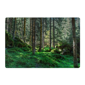 Магнитный плакат 3Х2 с принтом Темный лес в Новосибирске, Полимерный материал с магнитным слоем | 6 деталей размером 9*9 см | бор | деревья | ель | ельник | заповедник | камни | красивый | лес | лето | мох | мрачный | прекрасный | природа | флора | чудесный