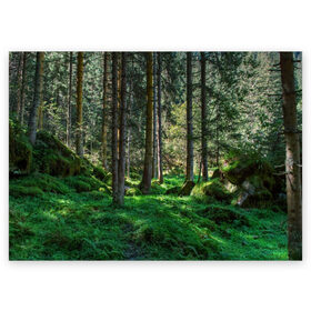 Поздравительная открытка с принтом Темный лес в Новосибирске, 100% бумага | плотность бумаги 280 г/м2, матовая, на обратной стороне линовка и место для марки
 | Тематика изображения на принте: бор | деревья | ель | ельник | заповедник | камни | красивый | лес | лето | мох | мрачный | прекрасный | природа | флора | чудесный