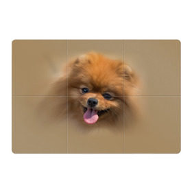 Магнитный плакат 3Х2 с принтом Шпиц в Новосибирске, Полимерный материал с магнитным слоем | 6 деталей размером 9*9 см | Тематика изображения на принте: shpic | животные | мордочка | пёс | рыжий | собака | собачка | язык