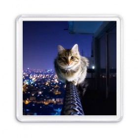Магнит 55*55 с принтом Киса на балконе в Новосибирске, Пластик | Размер: 65*65 мм; Размер печати: 55*55 мм | cat | kitty | животные | киса | кот | котенок | котэ | кошка