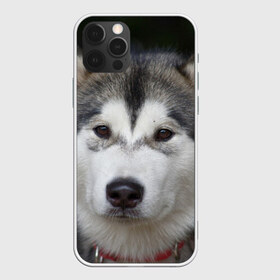 Чехол для iPhone 12 Pro Max с принтом Хаски в Новосибирске, Силикон |  | волк | маламут | собака | хаски | щенок