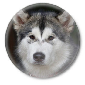 Значок с принтом Хаски в Новосибирске,  металл | круглая форма, металлическая застежка в виде булавки | волк | маламут | собака | хаски | щенок