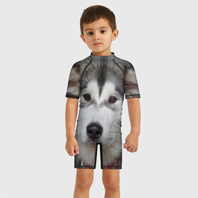 Детский купальный костюм 3D с принтом Хаски в Новосибирске, Полиэстер 85%, Спандекс 15% | застежка на молнии на спине | волк | маламут | собака | хаски | щенок