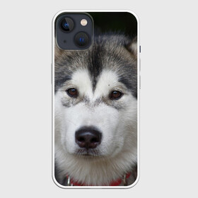 Чехол для iPhone 13 с принтом Хаски в Новосибирске,  |  | волк | маламут | собака | хаски | щенок