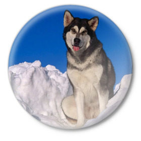 Значок с принтом Аляскинский маламут в Новосибирске,  металл | круглая форма, металлическая застежка в виде булавки | аляска | горы | друг человека | животное | зима | красивая | ласка | пес | полярный круг | породистая собака | породы | северный полюс | снег | хаски | щенок