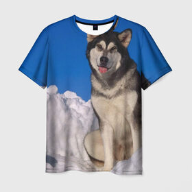 Мужская футболка 3D с принтом Аляскинский маламут в Новосибирске, 100% полиэфир | прямой крой, круглый вырез горловины, длина до линии бедер | Тематика изображения на принте: аляска | горы | друг человека | животное | зима | красивая | ласка | пес | полярный круг | породистая собака | породы | северный полюс | снег | хаски | щенок
