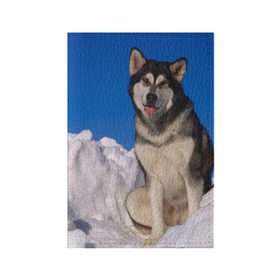 Обложка для паспорта матовая кожа с принтом Аляскинский маламут в Новосибирске, натуральная матовая кожа | размер 19,3 х 13,7 см; прозрачные пластиковые крепления | Тематика изображения на принте: аляска | горы | друг человека | животное | зима | красивая | ласка | пес | полярный круг | породистая собака | породы | северный полюс | снег | хаски | щенок