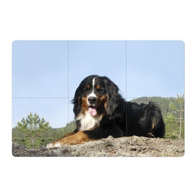 Магнитный плакат 3Х2 с принтом Бернский зенненхунд в Новосибирске, Полимерный материал с магнитным слоем | 6 деталей размером 9*9 см | Тематика изображения на принте: голубое небо | друг человека | животное | красивая | милая | овчарка | пес | породистая собака | породы | прикольная | природа | рыжий | черный | щенок
