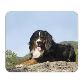 Коврик прямоугольный с принтом Бернский зенненхунд в Новосибирске, натуральный каучук | размер 230 х 185 мм; запечатка лицевой стороны | голубое небо | друг человека | животное | красивая | милая | овчарка | пес | породистая собака | породы | прикольная | природа | рыжий | черный | щенок