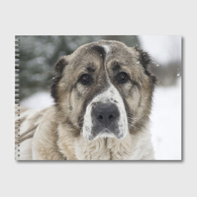 Альбом для рисования с принтом САО (алабай) в Новосибирске, 100% бумага
 | матовая бумага, плотность 200 мг. | большая огромная | грозная | добрая | друг человека | животное | красивая | милая | пес | породистая собака | породы | прикольная | сао алабай | щенок