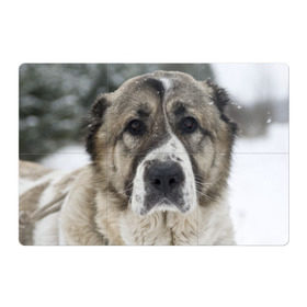 Магнитный плакат 3Х2 с принтом САО (алабай) в Новосибирске, Полимерный материал с магнитным слоем | 6 деталей размером 9*9 см | большая огромная | грозная | добрая | друг человека | животное | красивая | милая | пес | породистая собака | породы | прикольная | сао алабай | щенок
