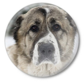Значок с принтом САО (алабай) в Новосибирске,  металл | круглая форма, металлическая застежка в виде булавки | большая огромная | грозная | добрая | друг человека | животное | красивая | милая | пес | породистая собака | породы | прикольная | сао алабай | щенок