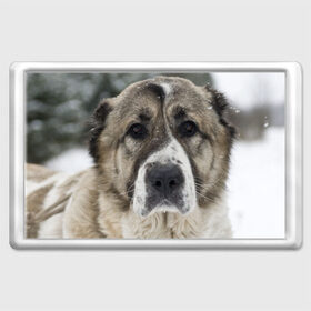 Магнит 45*70 с принтом САО (алабай) в Новосибирске, Пластик | Размер: 78*52 мм; Размер печати: 70*45 | большая огромная | грозная | добрая | друг человека | животное | красивая | милая | пес | породистая собака | породы | прикольная | сао алабай | щенок