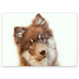 Поздравительная открытка с принтом Милый в Новосибирске, 100% бумага | плотность бумаги 280 г/м2, матовая, на обратной стороне линовка и место для марки
 | Тематика изображения на принте: друг человека | животное | красивая | маленький | милая | милый взгляд | пес | песик | породистая собака | породы | прикольная | рыжий | щенок
