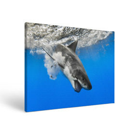 Холст прямоугольный с принтом Акула в Новосибирске, 100% ПВХ |  | shark | море | синий | челюсти